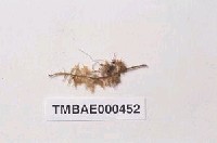 藏品(大羽苔)的圖片